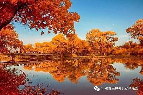 拯救可爱猫王